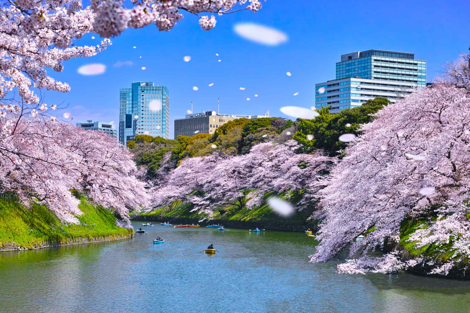 千鳥ヶ淵の桜